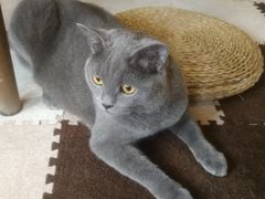 -猫猫幼稚园·撸猫·桌游·电玩