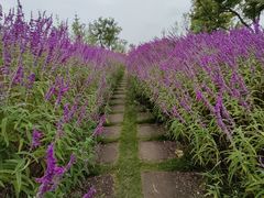 -桤木河湿地公园
