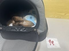-中农大我爱我爱动物医院·核磁CT·猫病·24小时夜诊中心(石佛营店)