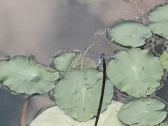 -丁香湖公园