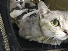 -佳怡动物医院·平价24小时·猫专科骨外科