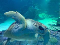 -悉尼海洋生物水族馆