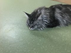 -猫和宫(六道口店)
