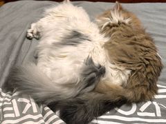 -momokira米努特·德文卷毛猫·棉花面纱犬