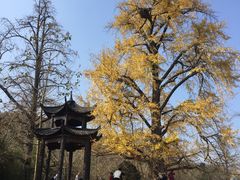 -千年银杏谷文化旅游区