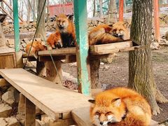 -宫城藏王狐狸村