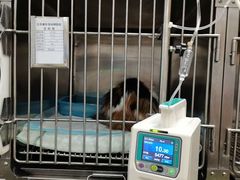 -康乐宝动物医院