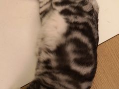 -萌兽医馆·绝育·24小时内科·宠物医院(德胜店)
