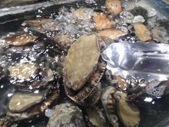 鲍鱼-盒马鲜生(曜一城店)