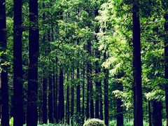 -黄海国家森林公园