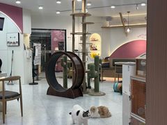 -喵园·猫主题咖啡厅·撸猫·猫咖(国贸店)