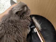 -瑞派康怡24h宠物医院·犬猫医疗中心·微创绝育(瑞景分院)