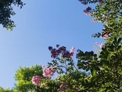 -墨尔本皇家植物园