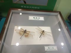 -上海昆虫博物馆