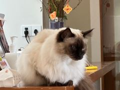 -有猫主题·治愈系猫咖(曾厝垵店)