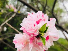 -顾村公园
