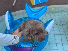 -帕帕拉兹宠物(亚洲旗舰店)