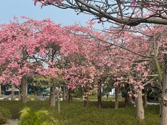 -佛冈森波拉度假区