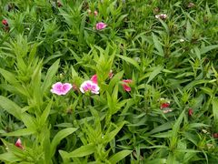 -荷兰花海