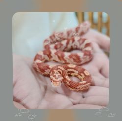 -Moni星球萌宠·小马宝莉·灵蛇·高端高阶全萌宠互动体验俱乐部(红豆国际广场店)