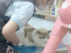 -瑞鹏宠物医院·骨科·猫科·内科(第一中心)