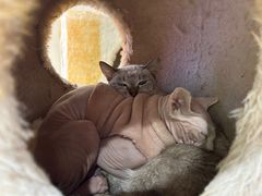 -藏猫猫咖啡主题馆(中央大道店)