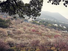 -香雪海