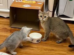 -宠福鑫康馨动物医院·骨科·眼科