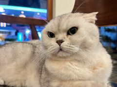 -有猫主题·治愈系猫咖(曾厝垵店)