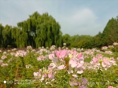 -石家庄市植物园