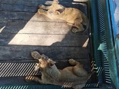 -秦皇岛野生动物园