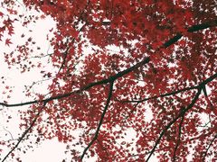-常寂光寺