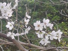 -陆家嘴中心绿地