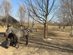 -北京野生动物园