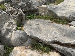 -上海滨江森林公园