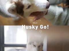 -Husky Go! 哈士奇体验馆·宠物咖啡厅狗咖