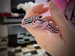 -酷以爬仙阁实体爬宠店·守宫·蜥蜴·专业繁育