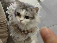 -怪兽屋·羊驼·猫咖·狗咖(俊华广场店)