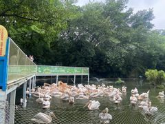 -广州长隆飞鸟乐园