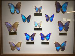 -上海昆虫博物馆