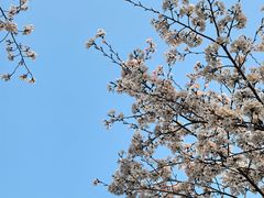 -高东镇樱花园