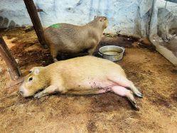 -Zoolung Zoolung动物主题公园(海信广场店)