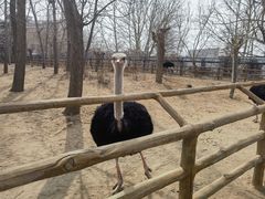 -大连森林动物园