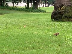 -平安（深圳）金融教育培训中心