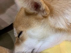 -逗柴咖啡屋·狗咖猫咖宠物桌游