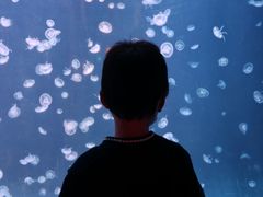 -太平洋海底世界