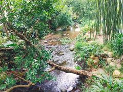 -深圳仙湖植物园