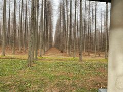 -黄海国家森林公园