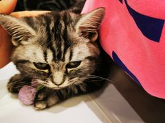 -COLOR PETS 撸猫馆·购猫·猫咖(长风大悦城店)