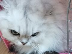 -芭比堂动物医院·24小时·眼科中心(深圳中心)